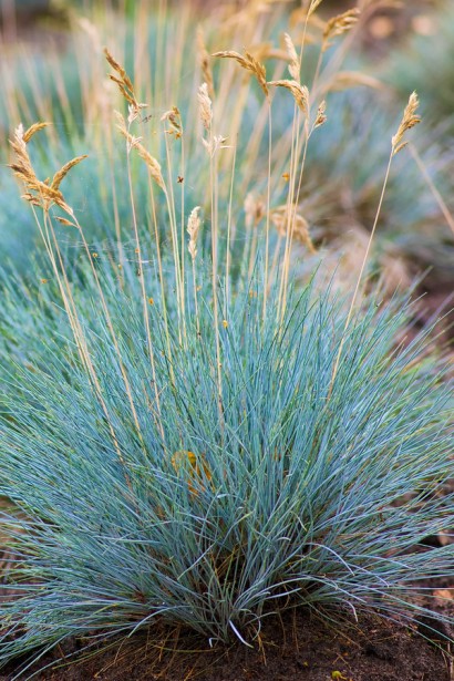 Вівсяниця блакитна/сиза Елайджа Блу|Festuca ‘Elijah Blue’|Овсяница голубая/сизая Элайджа Блу